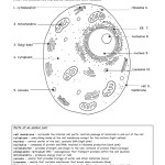 Animal Cell Worksheet Answer Key — Db Excel Intended For Animal Cell Worksheet Answers