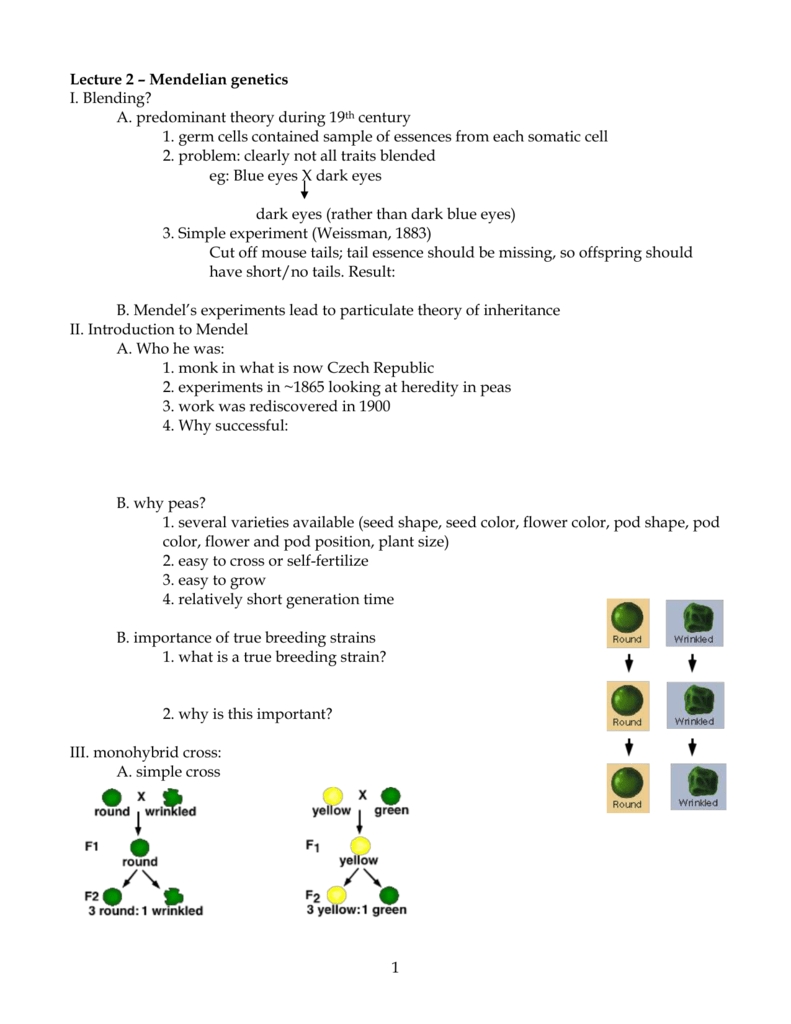 Answer Key Mendelian Genetics Worksheet Answers Pdf | Resume Examples throughout Mendelian Genetics Worksheet Answer Key