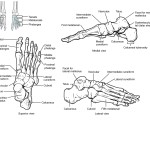 Appendicular Skeleton Worksheet Answers – Escolagersonalvesgui Regarding Appendicular Skeleton Worksheet Answers