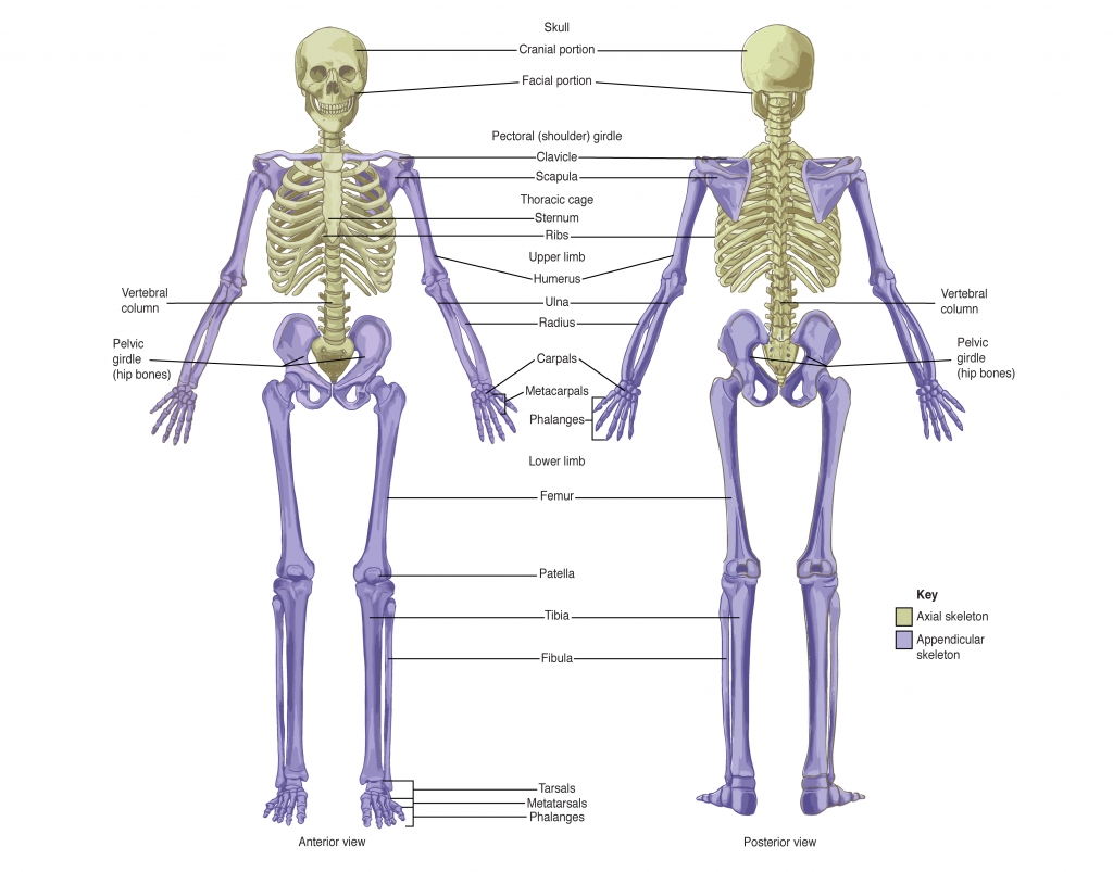 Appendicular Skeleton Worksheet Answers Throughout Appendicular Skeleton Worksheet Answers