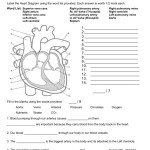 Arteries Intended For The Circulatory System Worksheet