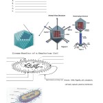 Bacteria And Viruses Worksheet Intended For Virus And Bacteria Worksheet