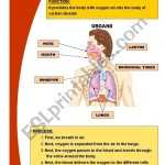 Basic Respiratory System – Esl Worksheet By Mariola Pdd Throughout The Respiratory System Worksheet