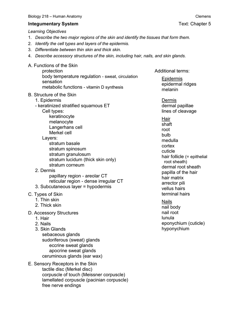 Bestseller: Chapter 5 The Integumentary System Worksheet Answers Throughout Integumentary System Worksheet Answers