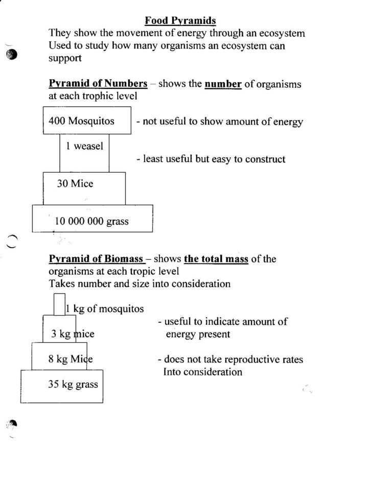 Bill Nye Plants Worksheet Answer Key — Db-Excel in Bill Nye Plants Worksheet