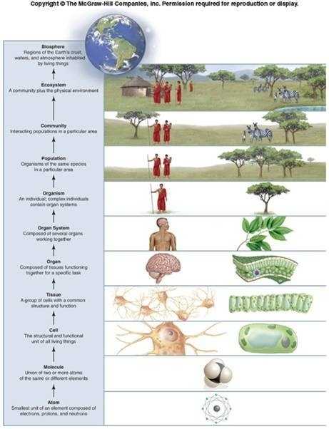 Biology Levels Of Organization Worksheets in Level Of Organization Worksheet