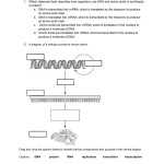 Biology Milestones Prep – Protein Synthesis Interactive Activity Worksheet For Protein Synthesis Practice Worksheet