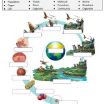 Biosphere, Levels Of Organization – Worksheet | Distance Learning With Levels Of Organization Worksheet