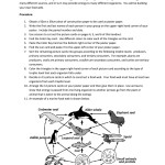 Build A Food Web Activity Answer Key - Fill Online, Printable, Fillable in Food Web Worksheet Answer Key