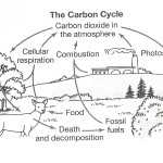 Carbon Cycle Worksheet Fill In The Blanks Answer Key – Budget Worksheet Inside The Carbon Cycle Worksheet Answers