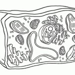 Cell Color Sheet Regarding Plant Cell Coloring Worksheet