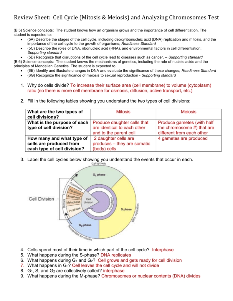 Cell Cycle And Mitosis Review Worksheet | Tutore - Master Of Documents Intended For The Cell Cycle Worksheet Answers