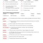 Cell Cycle And Mitosis Worksheet Answer Key — Db Excel In Cell Cycle Worksheet Answer Key