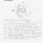 Cell Cycle And Mitosis Worksheet Answer Key — Db Excel With Cell Cycle Worksheet Answers