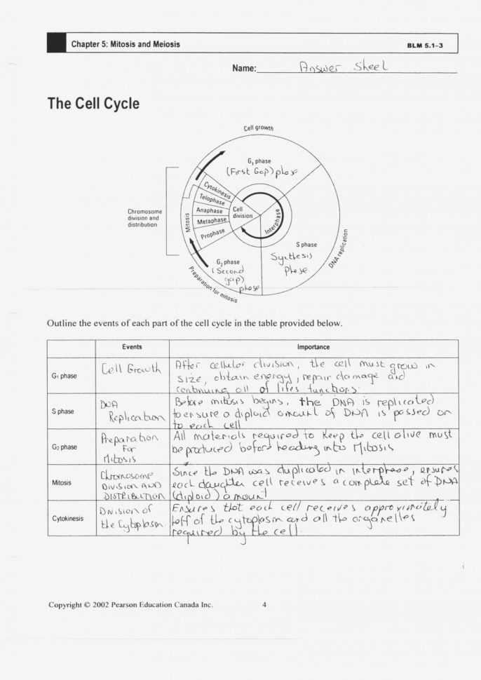 Cell Cycle And Mitosis Worksheet Answer Key — Db-Excel with Cell Cycle Worksheet Answers