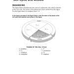 Cell Cycle And Mitosis Worksheet — Db Excel Regarding Cell Cycle And Mitosis Worksheet
