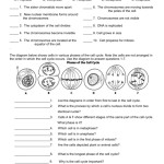 Cell Cycle And Mitosis Worksheet — Db Excel With Cell Cycle And Mitosis Worksheet