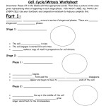 Cell Cycle And Mitosis Worksheet — Db Excel With Cell Cycle And Mitosis Worksheet