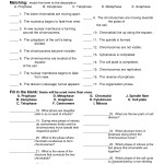 Cell Cycle Student Worksheet Answer Key / Onion Cell Mitosis Worksheet Key – Db Excel Regarding Cell Cycle Worksheet Answers