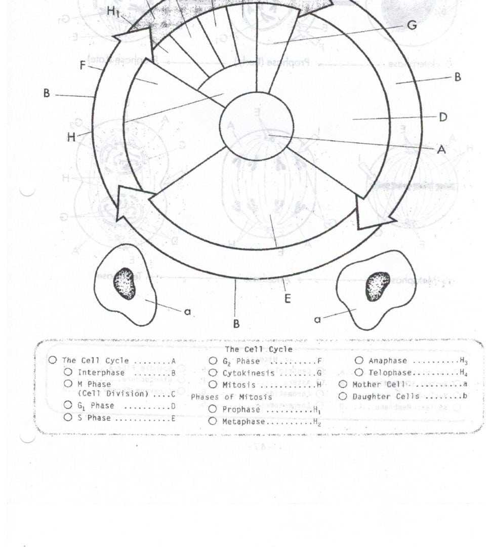 Cell Cycle Student Worksheet Answer Key - The Cell Cycle Worksheet Talking About Mitosis Regarding The Cell Cycle Worksheet Answers
