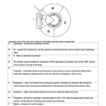 Cell Cycle Worksheet Answer Key — Db Excel Inside Cell Cycle Worksheet Answer Key
