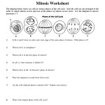 Cell Cycle Worksheet Answer Key Inside Cycles Worksheet Answer Key