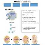 Cell Cycle Worksheet Answer Key Intended For The Cell Cycle Worksheet
