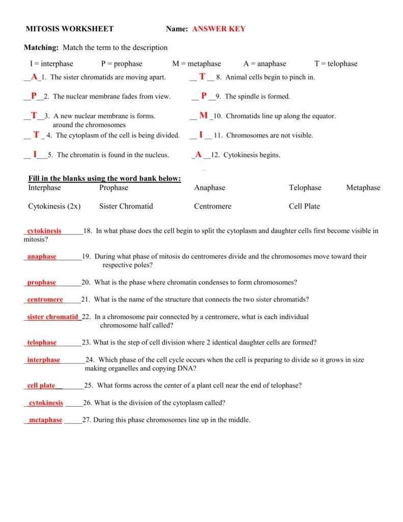Cell Division Reading Comprehension Worksheet Mitosis And Meiosis Science Answer Key - Mitosis pertaining to The Cell Cycle Worksheet Answers