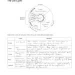 Cell Division Worksheet – Decalinspire Pertaining To The Cell Cycle Worksheet Answers