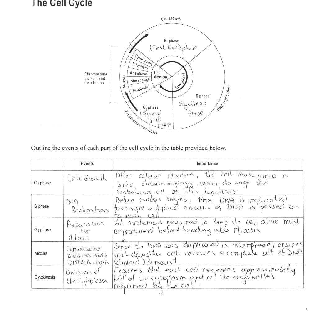 Cell Division Worksheet - Decalinspire Pertaining To The Cell Cycle Worksheet Answers