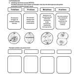 Cell Division Worksheet For Cell Division Worksheet Answers