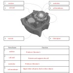Cell Membrane And Tonicity Worksheet Key | Printable Worksheets And For Membrane Structure And Function Worksheet