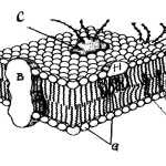 Cell Membrane Coloring – Neo Coloring Regarding Cell Membrane Coloring Worksheet
