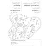 Cell Membrane Coloring Worksheet Answers Throughout Cell Membrane Coloring Worksheet Answers