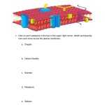 Cell Membrane Images Worksheet Answers Intended For Cell Membrane Images Worksheet Answers
