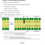 Cell Membrane Images Worksheet Answers Intended For Cell Membrane Images Worksheet Answers