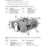 Cell Membrane Structure And Function Worksheet Answers – Fluid Mosaic For Cell Membrane Coloring Worksheet Answers