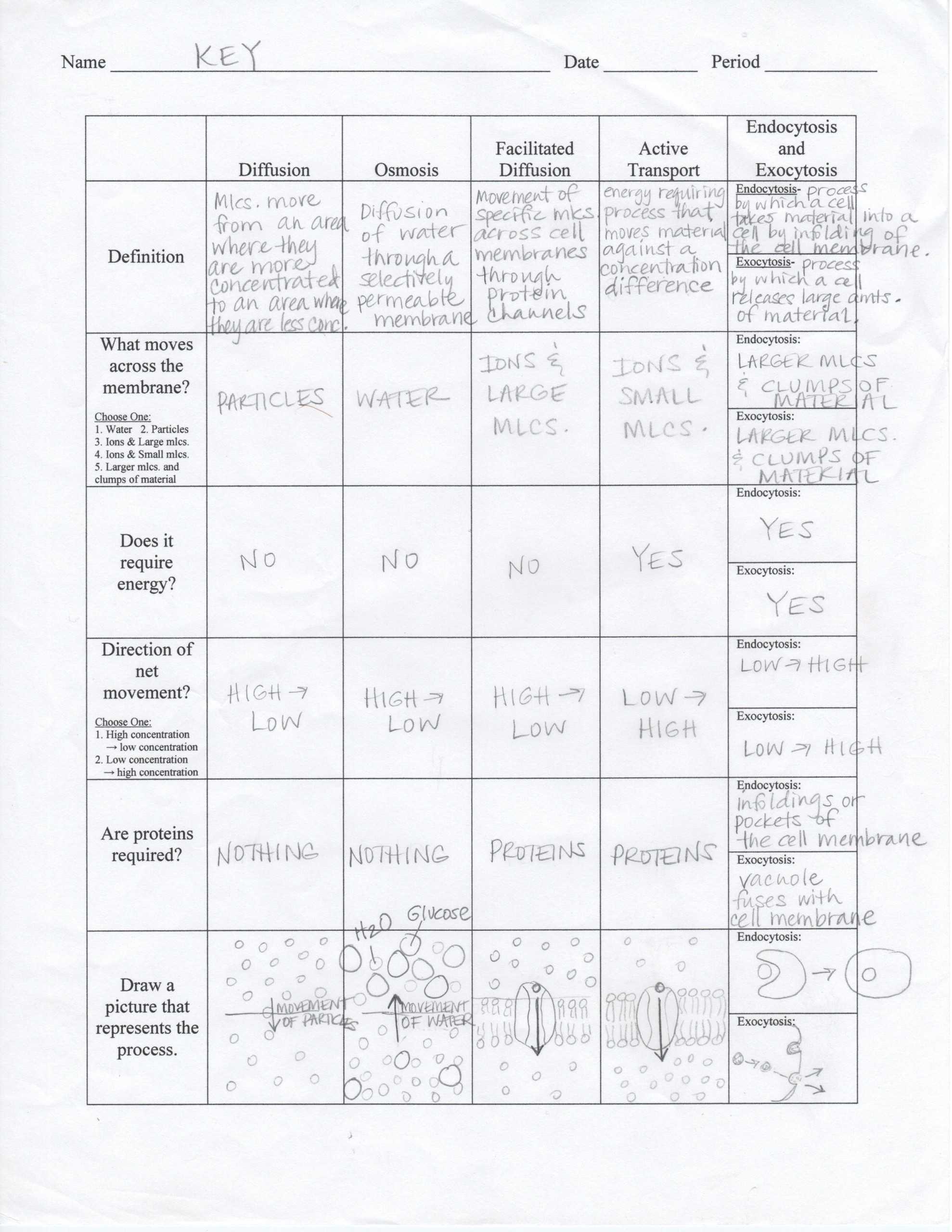 Cell Membrane Transport Worksheet Answers throughout Transport In Cells Worksheet