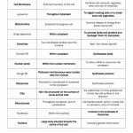 Cell Organelles And Their Functions Worksheet Answers — Db Excel In Cells And Their Organelles Worksheet