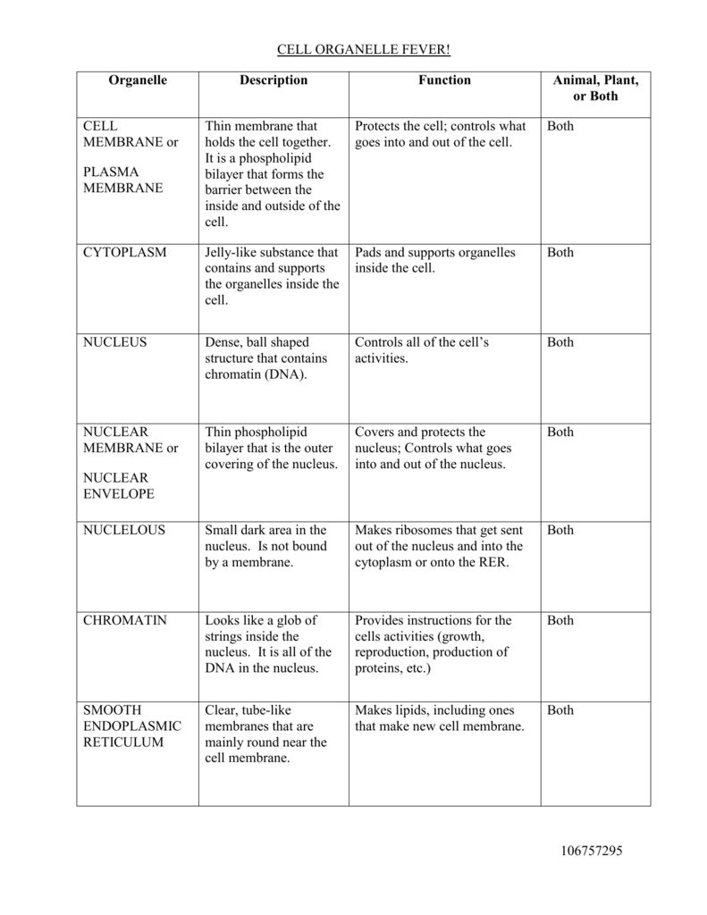 Cell Organelles And Their Functions Worksheet Answers | Db Excel Intended For Function Of The Organelles Worksheet