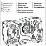 Cell Organelles Coloring Sheets – 2019 Open Coloring Pages Within Animal Cells Coloring Worksheet
