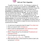 Cell Organelles Worksheet Answer Key With Regard To Cells And Organelles Worksheet