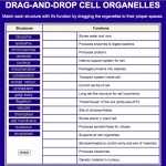 Cell Organelles Worksheet in Cells And Organelles Worksheet