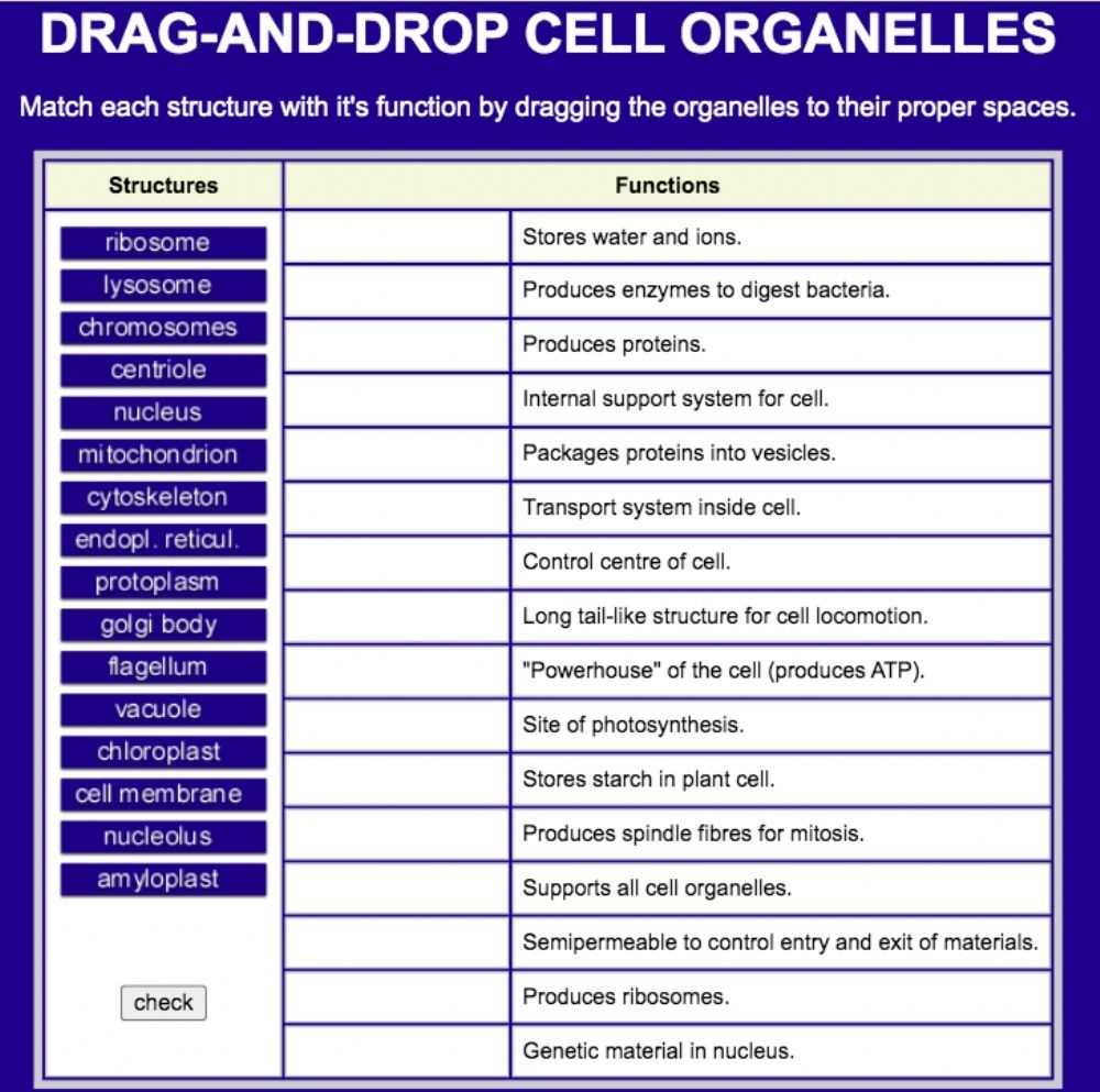 Cell Organelles Worksheet in Cells And Organelles Worksheet