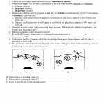 Cell Transport Review Worksheet Answer Key Quizlet Pertaining To Cell Transport Review Worksheet Answers