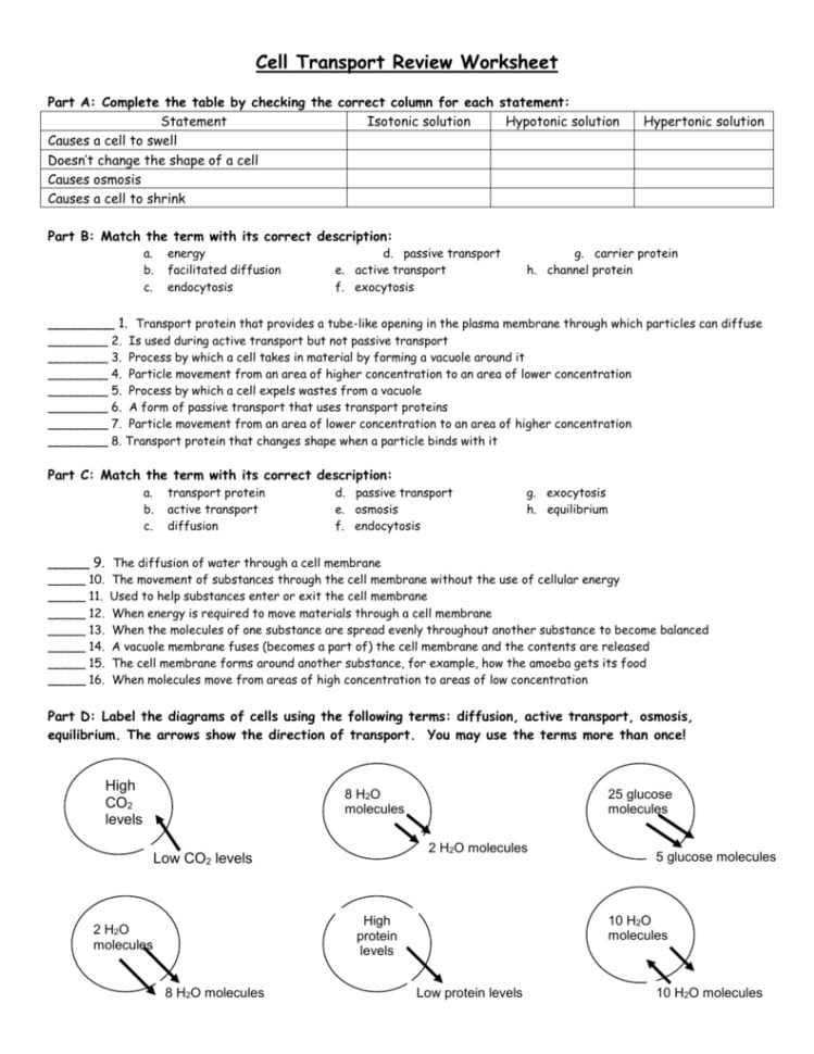 Cell Transport Review Worksheet — Db-Excel for Cell Transport Review Worksheet