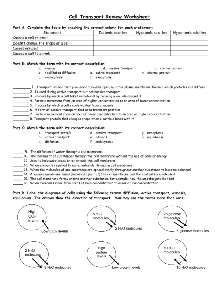 Cell Transport Worksheet Answer Key — Db Excel Pertaining To Transport In Cells Worksheet Answers