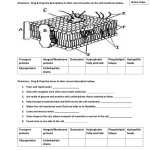 Cell Transport Worksheet Biology Answers Regarding Cellular Transport Worksheet Answers