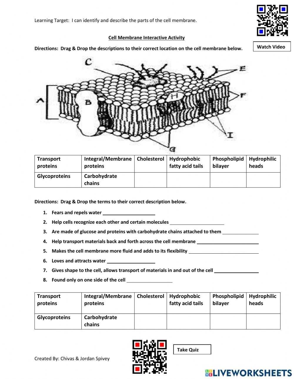 Cell Transport Worksheet Biology Answers Regarding Cellular Transport Worksheet Answers