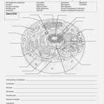 Cells Alive Bacterial Cell Worksheet Answer Key | Briefencounters Regarding Plant Cell Worksheet Answers